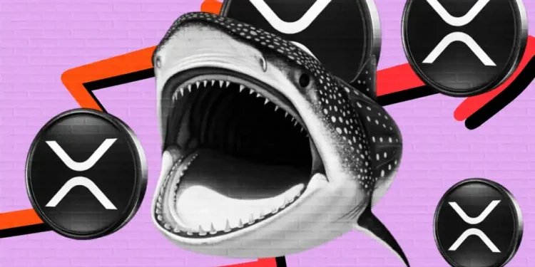XRP Price Falls 7.5% as $72M Liquidations Hit, Whales Quietly Buying!